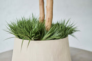 Close-up of a potted plant with green leaves and an outdoor neutral pot 