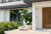 Modern house exterior with Suns plant pots and wooden shutters
